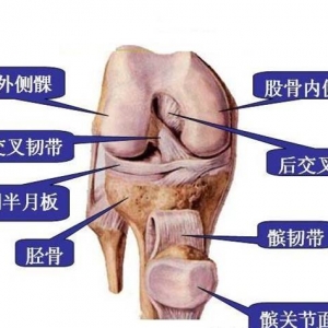 膝关节的构成图片说明