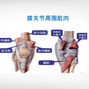膝关节周围的肌肉都有什么？