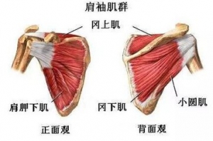 尸体解剖——肩袖