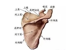 尸体解剖：肩胛骨解剖结构