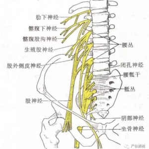 尸体解剖——股神经解剖结构
