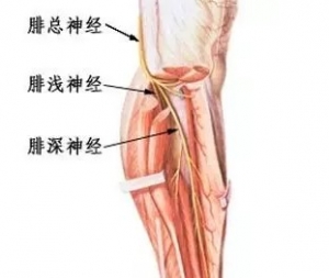 尸体解剖：腓总神经、腓浅神经、腓深神经