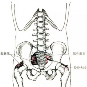 尸体解剖——梨状肌