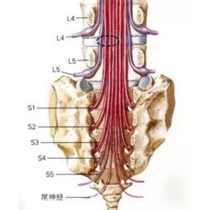颈肩腰腿痛网：腰椎管狭窄症的发病机制