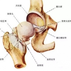 髋关节滑膜炎的病因是什么
