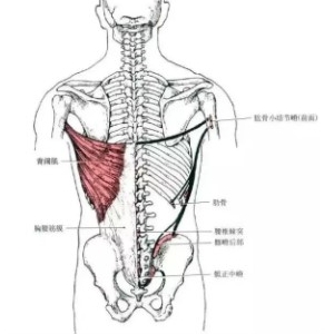 尸体解剖：背阔肌的结构、功能与肩关节活动受限之间关系