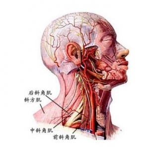 尸体解剖——斜角肌（颈椎的稳定肌）