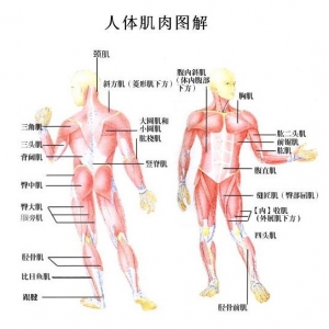 尸体解剖——常用肌肉起止歌