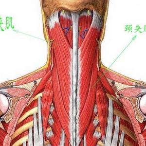 尸体解剖——头夹肌、颈夹肌