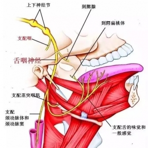 尸体解剖——舌咽神经