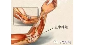 尸体解剖——正中神经