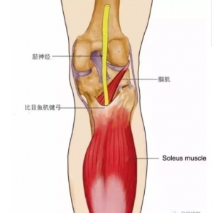 尸体解剖——胫神经