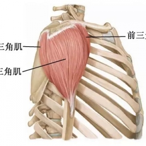 尸体解剖——三角肌