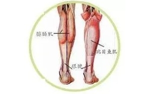尸体解剖——腓肠肌