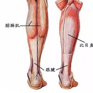尸体解剖——比目鱼肌