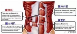 尸体解剖——腹内斜肌