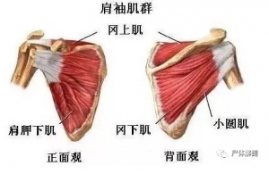尸体解剖——肩胛下肌
