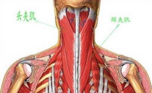颈肩腰腿痛网：颈椎软性解剖