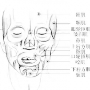 尸体解剖：头颈部疼痛有关的24块肌肉