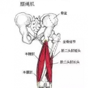 尸体解剖——腘绳肌图解