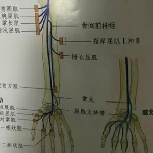 正中神经运动功能