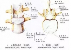 腰椎间盘突出症与腰痛为主要表现疾病的鉴别