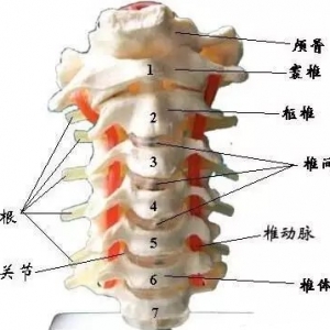 颈椎神经定位诊断 | 颈椎病