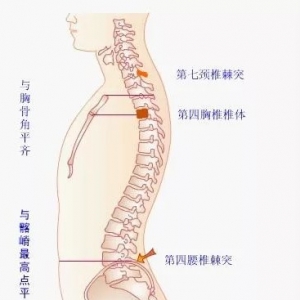 脊柱结构体表定位方法一：触摸法