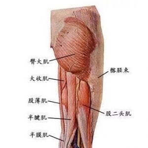 尸体解剖——半腱肌和半膜肌