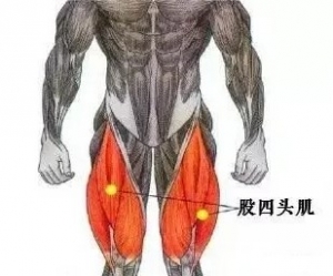 尸体解剖——股四头肌
