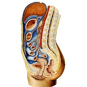 尸体解剖巧记歌诀：腹膜与脏器的关系
