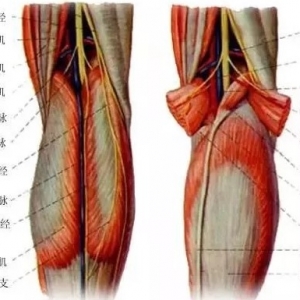 尸体解剖——腘动脉