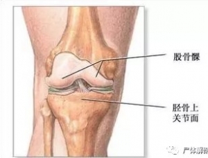 尸体解剖——胫神经