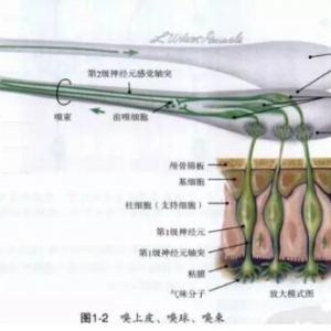 尸体解剖——嗅神经
