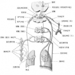 针刀治疗支气管哮喘 | 小针刀培训