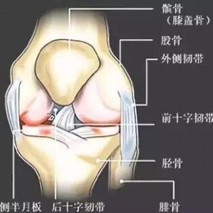尸体解剖：髌骨的结构