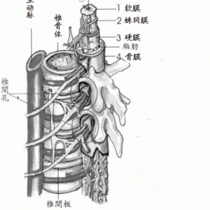 椎管狭窄的分类与原因介绍
